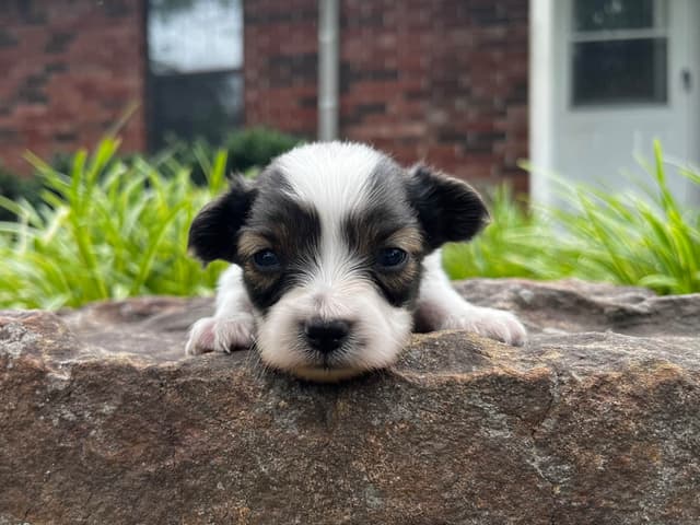 Papillon Puppies media 11