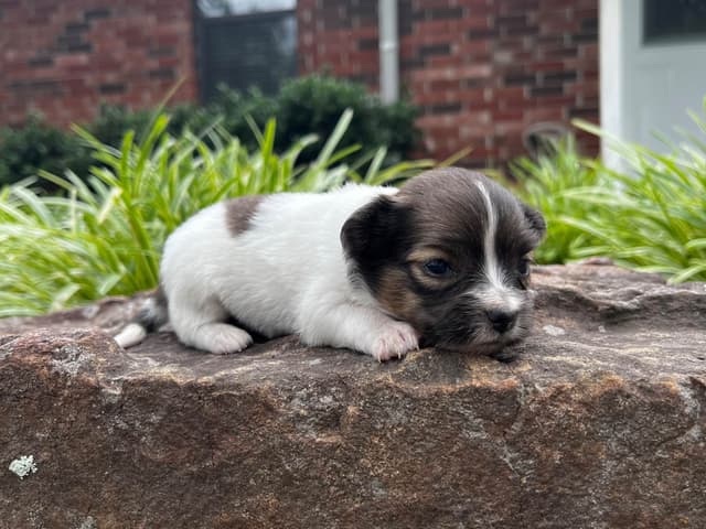 Papillon Puppies media 16