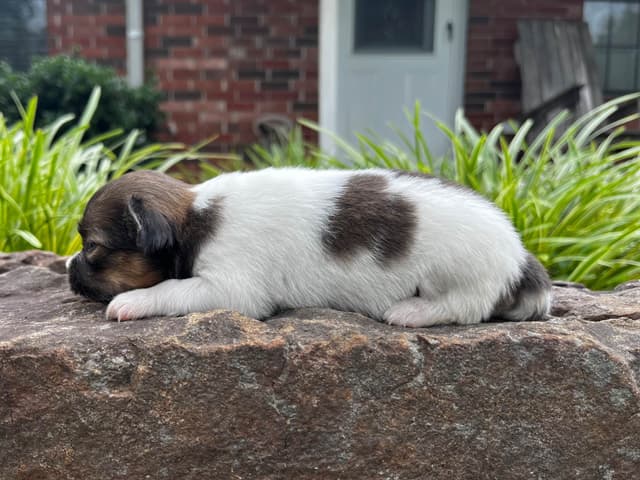 Papillon Puppies media 15