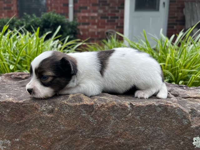 Papillon Puppies media 13