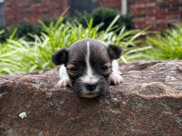 Papillon Puppies media 14