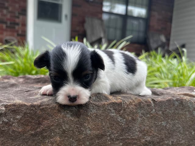 Papillon Puppies media 7
