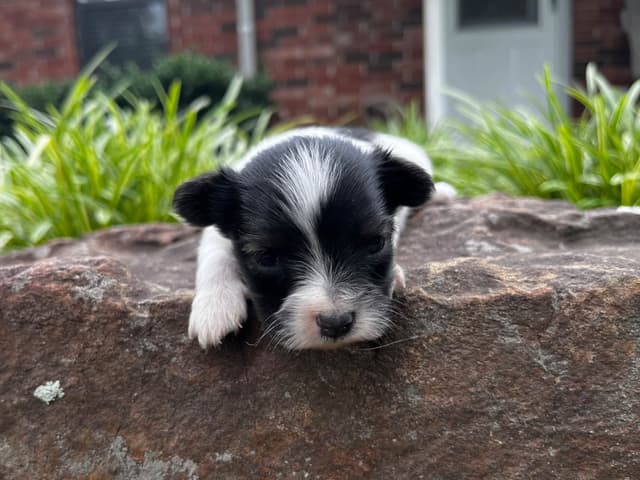 Papillon Puppies media 17