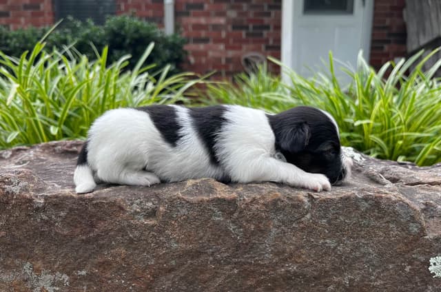 Papillon Puppies media 19