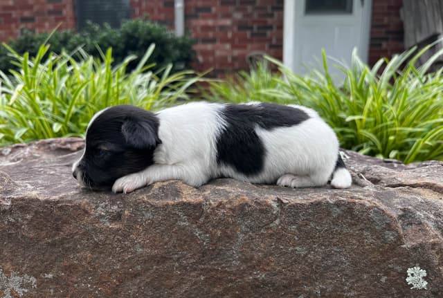 Papillon Puppies media 20