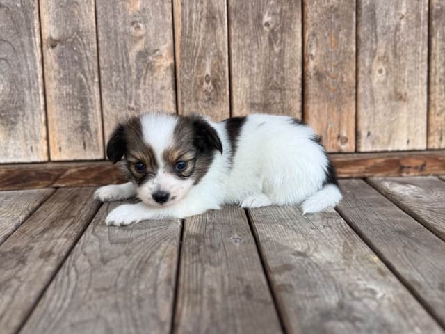 Papillon Puppies media 5