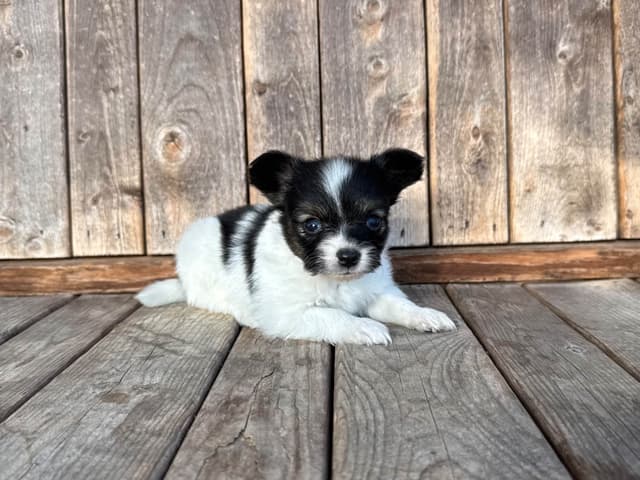 Papillon Puppies media 4