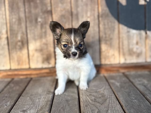 Papillon Puppies media 3