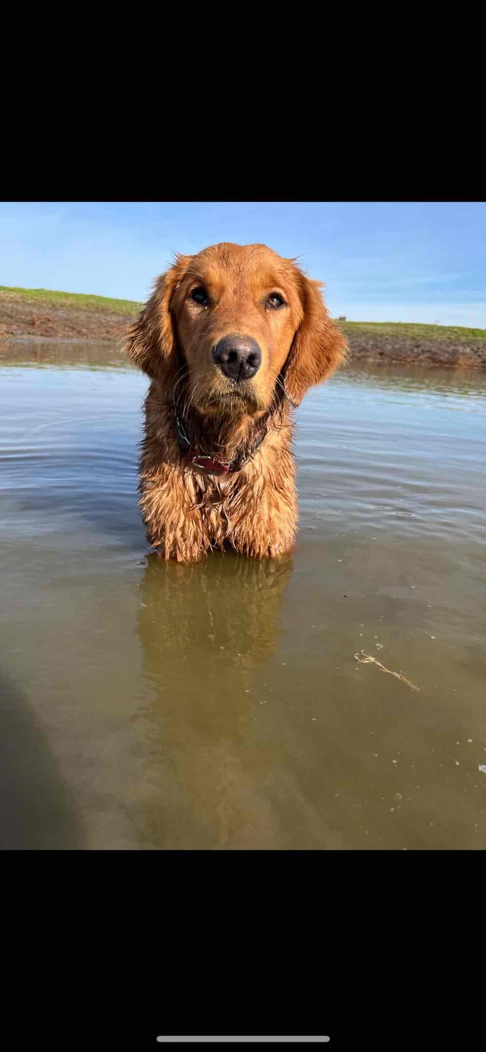 Golden Retriever Puppies breeder image 6