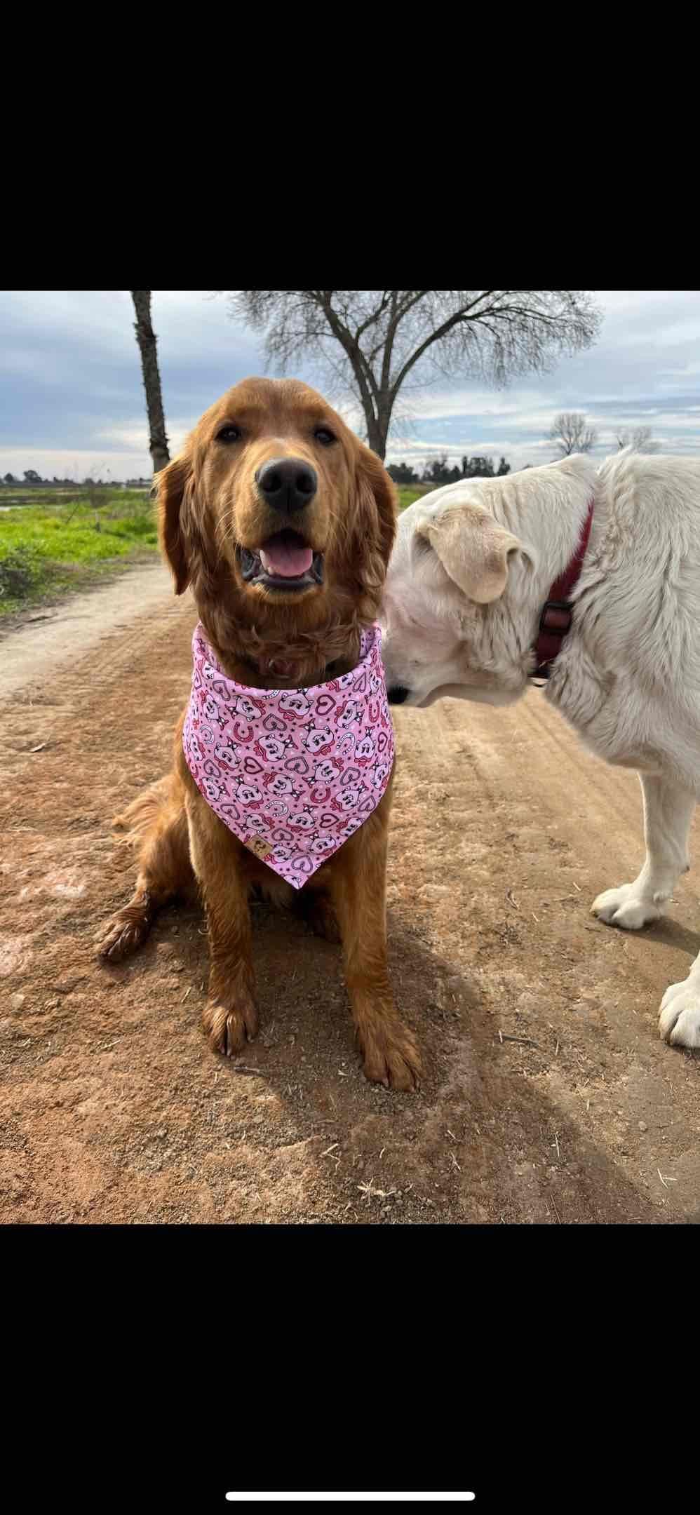 Golden Retriever Puppies breeder image 8