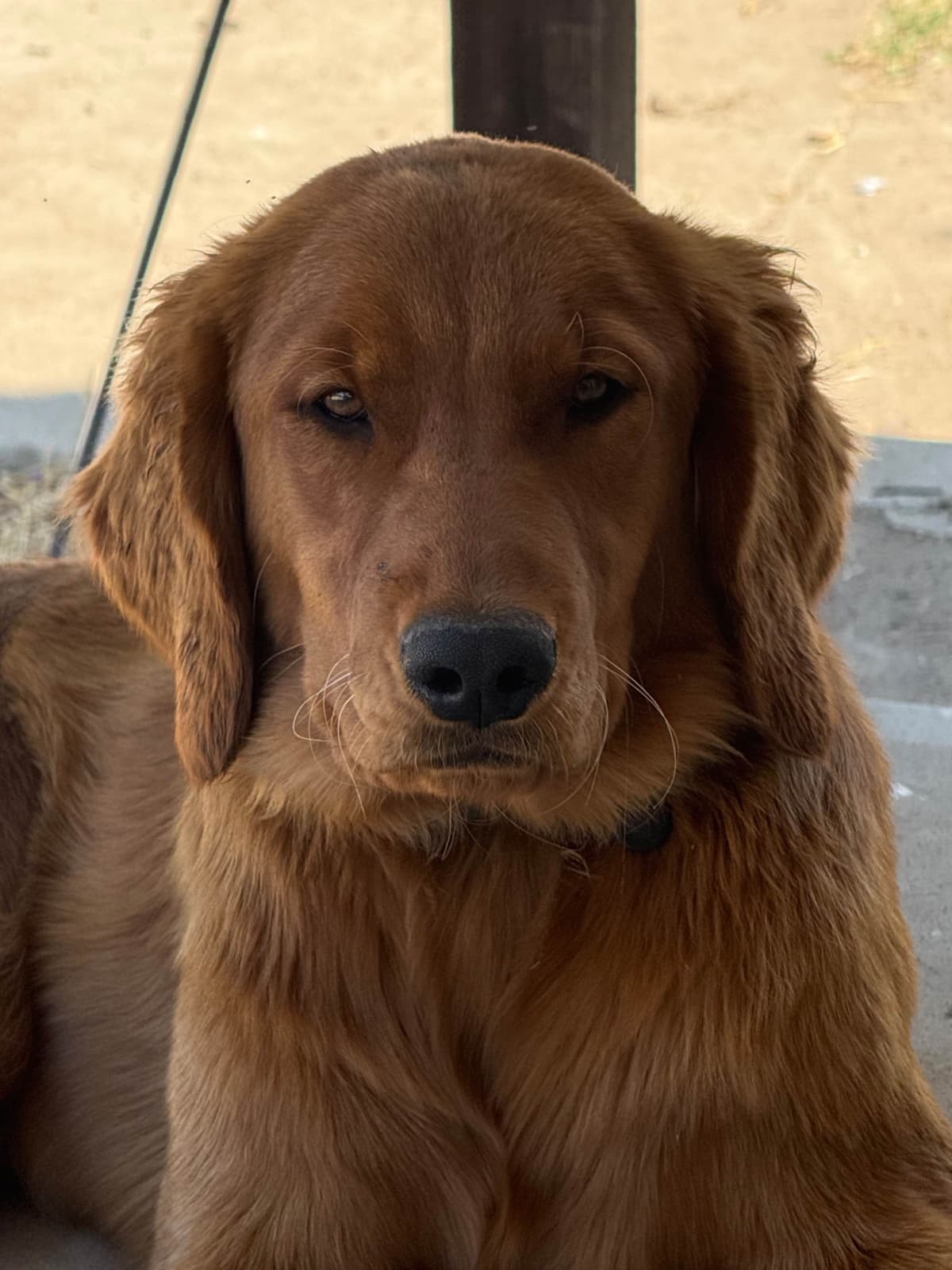 Golden Retriever Puppies breeder image 2