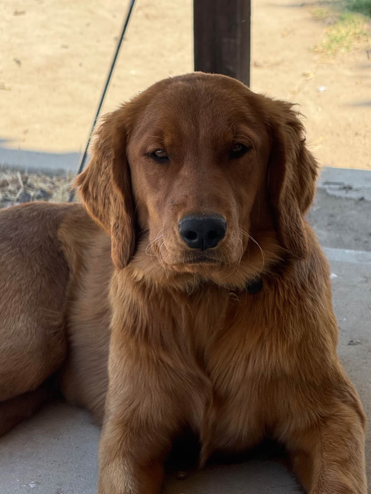 Golden Retriever Puppies breeder image 1