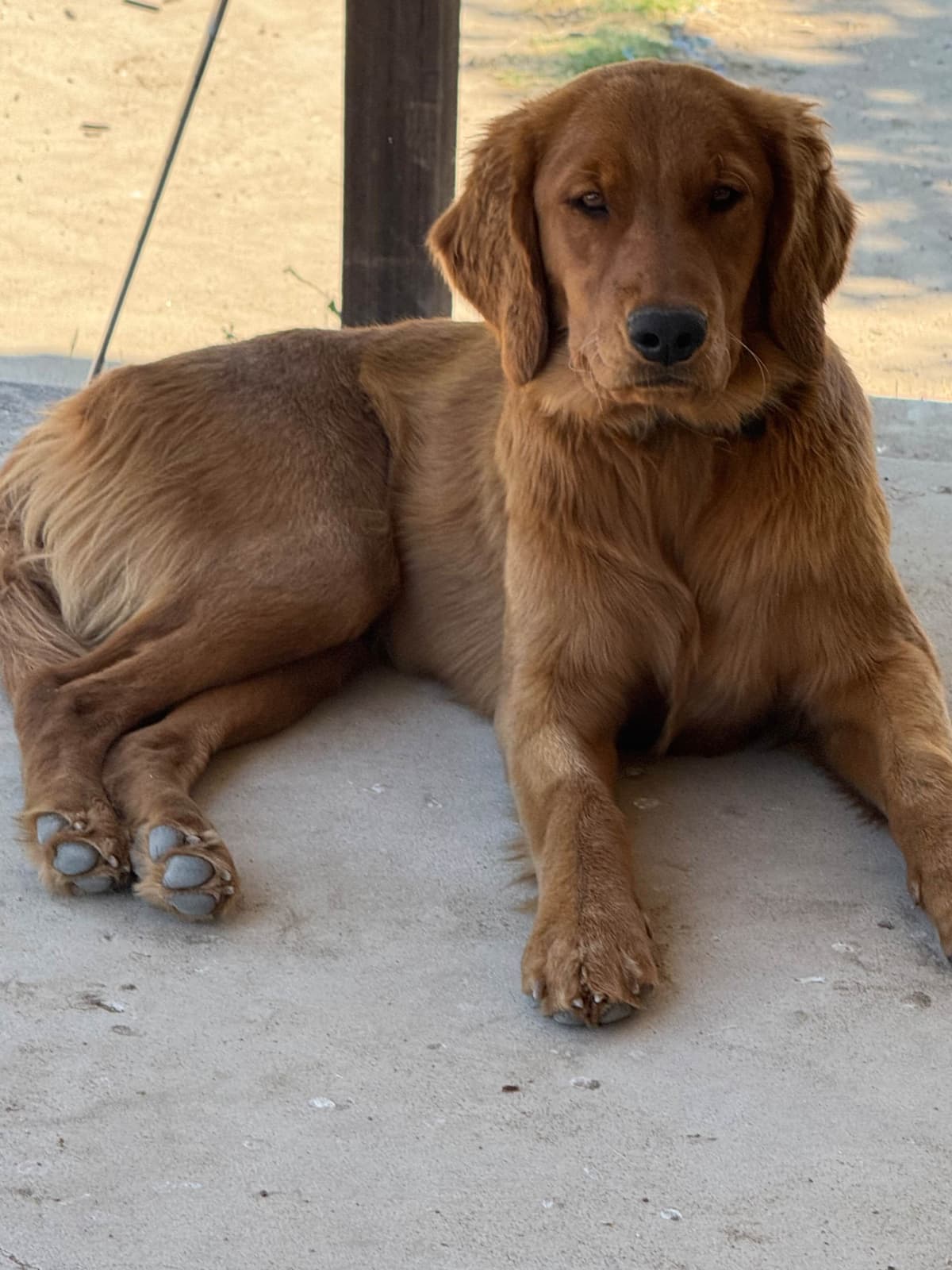 Golden Retriever Puppies breeder image 3