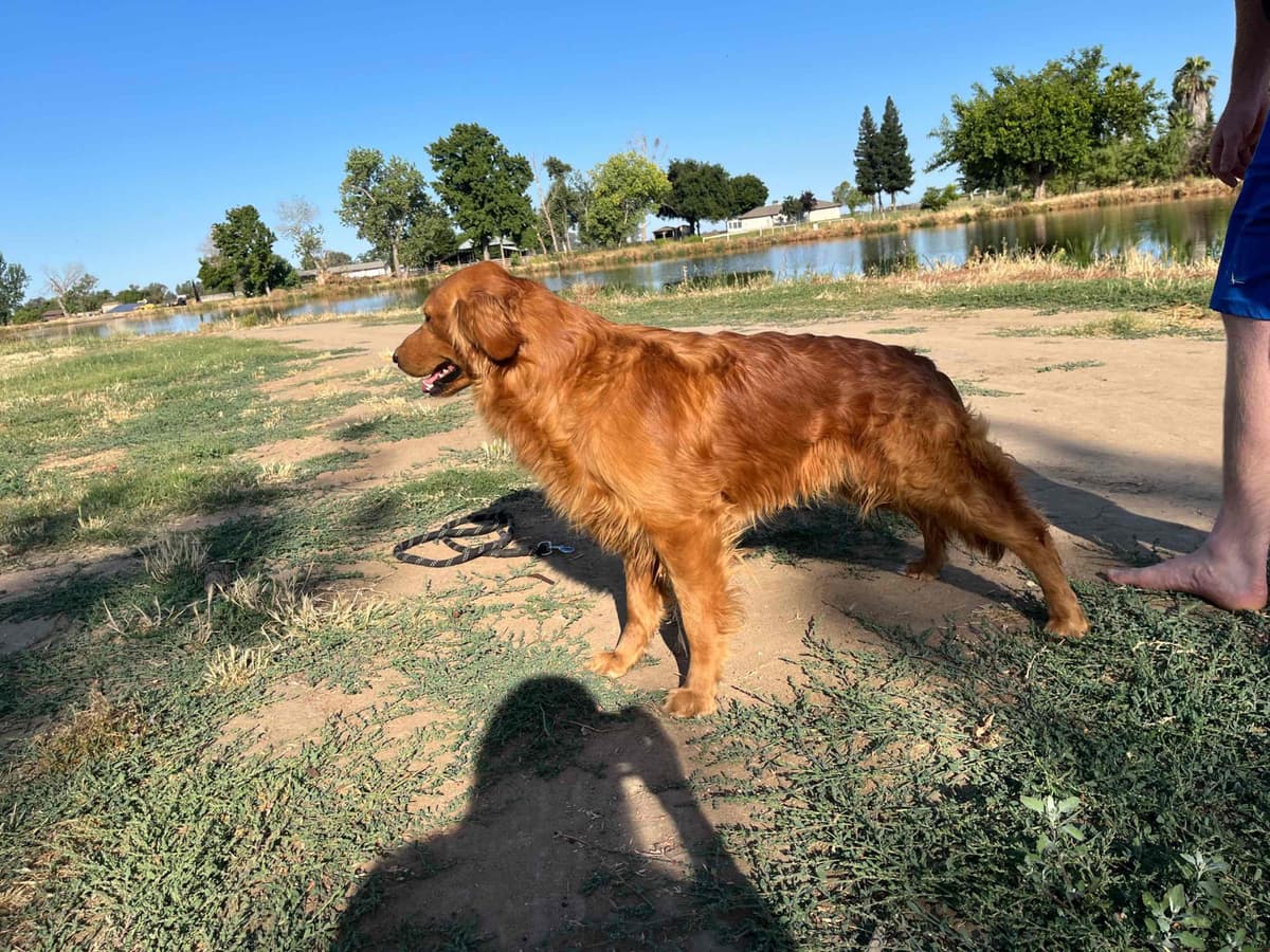 Golden Retriever Puppies breeder image 10