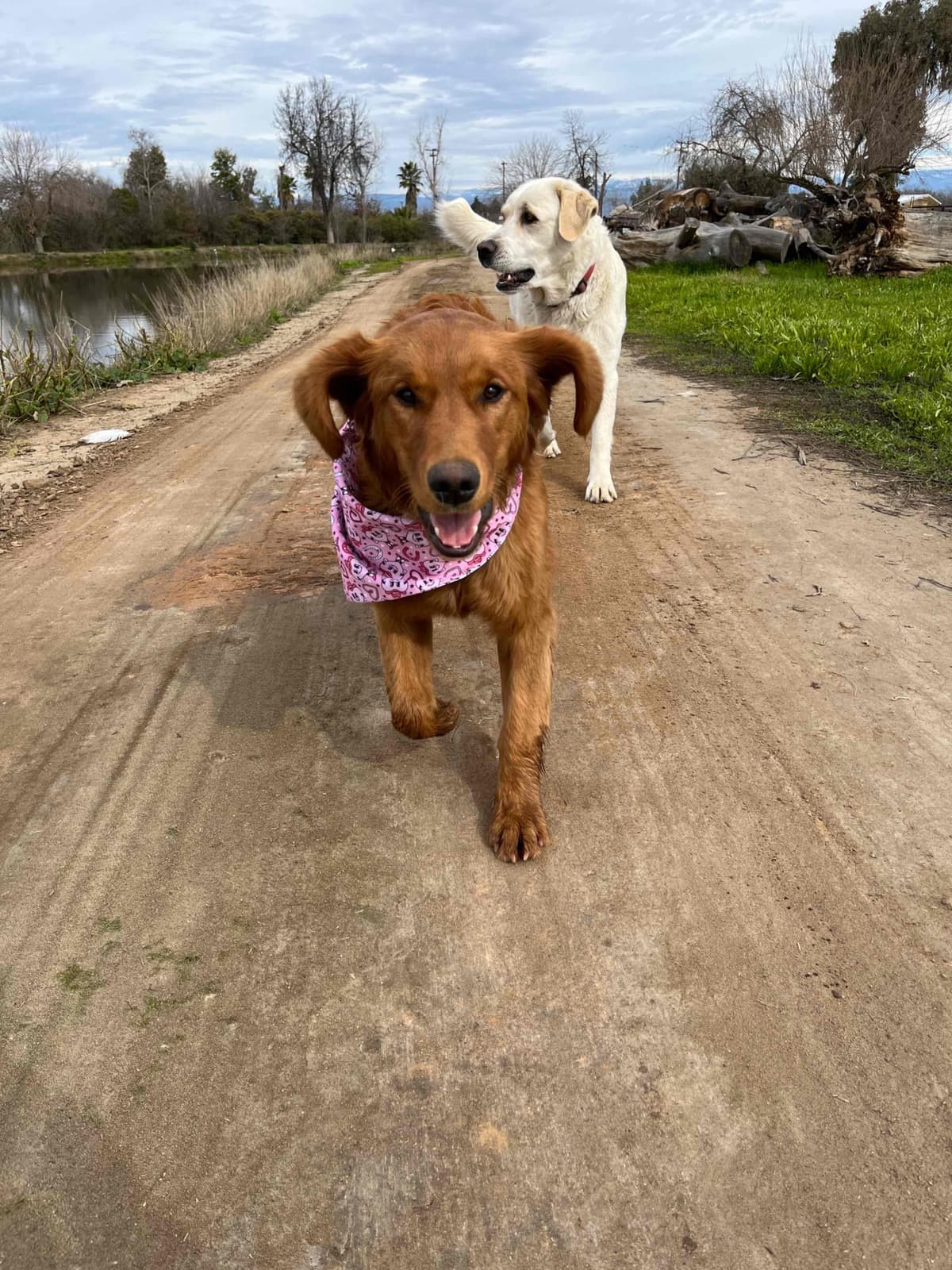Golden Retriever Puppies breeder image 14