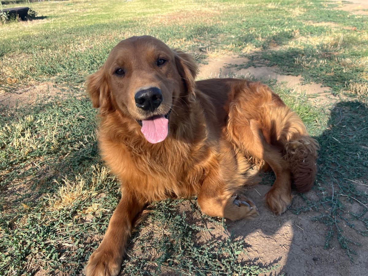 Golden Retriever Puppies breeder image 12