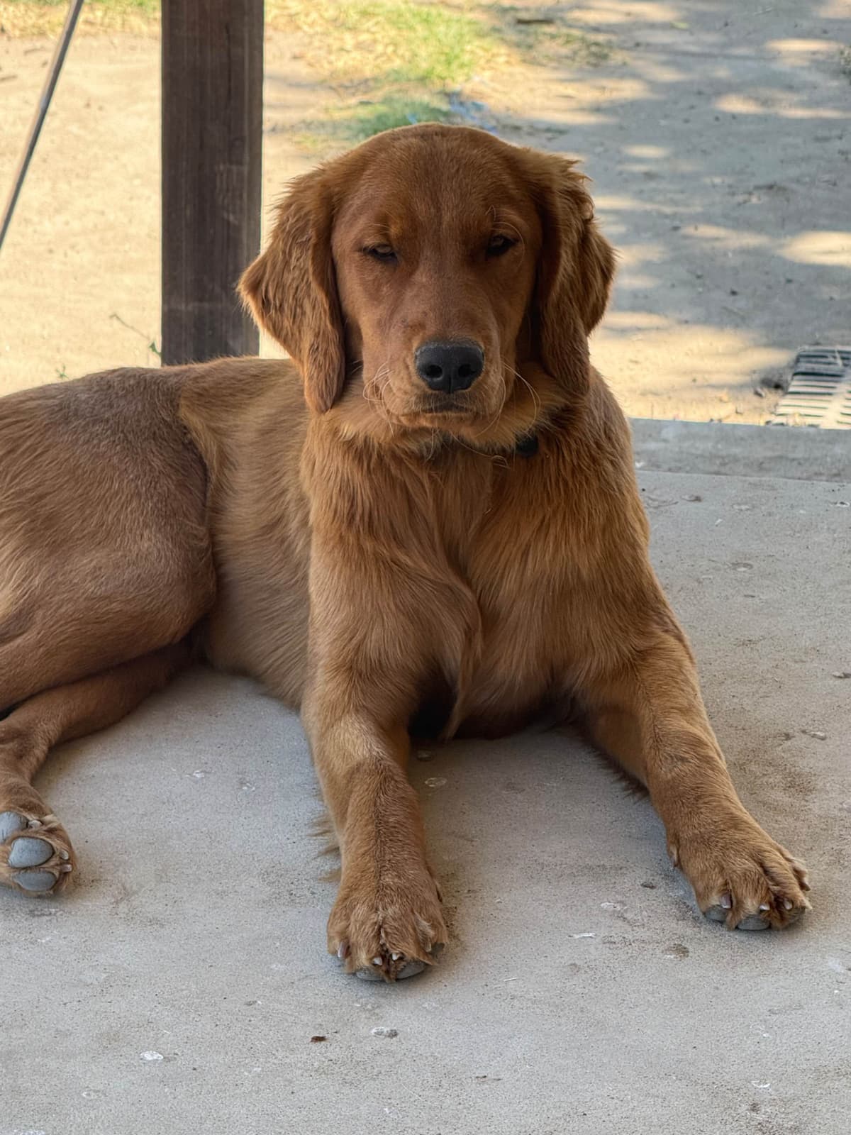 Golden Retriever Puppies breeder image 16