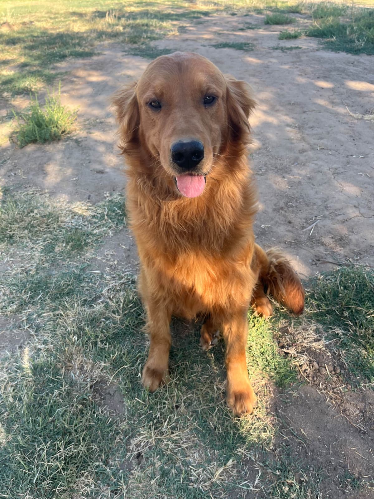 Golden Retriever Puppies breeder image 13