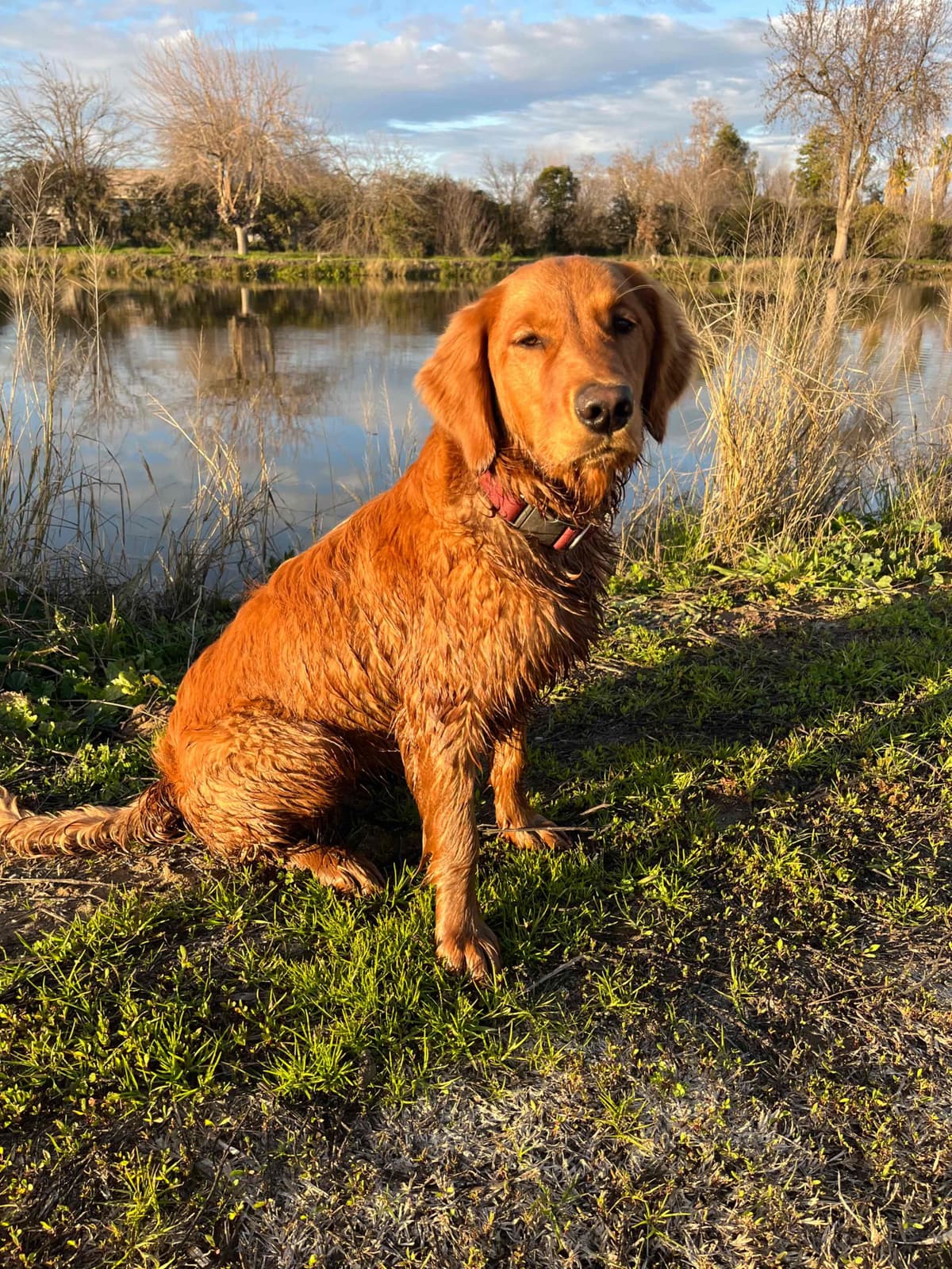 Golden Retriever Puppies breeder image 17