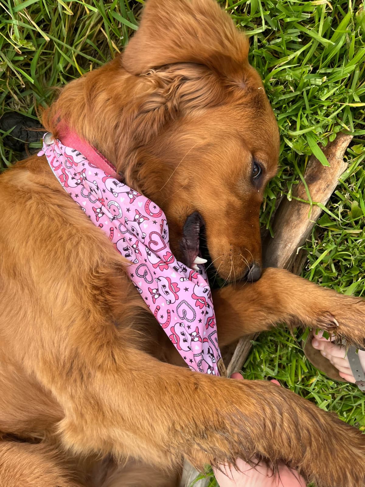 Golden Retriever Puppies breeder image 20