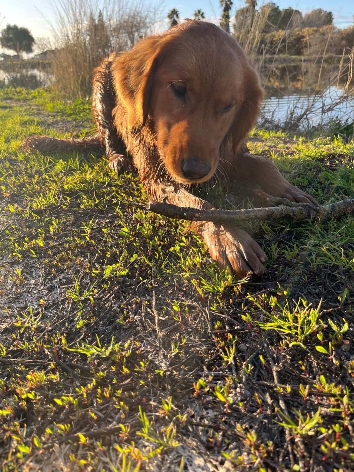 Golden Retriever Puppies breeder image 18