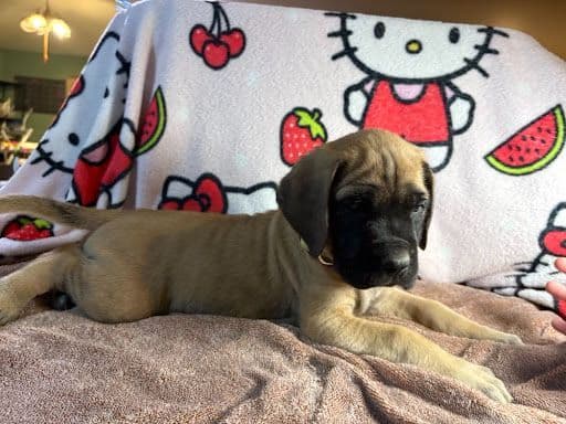 Mastiff Puppies media 2