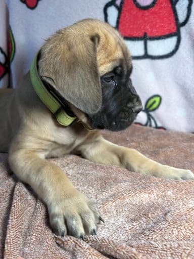 Mastiff Puppies media 3