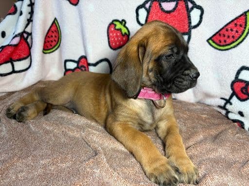 Mastiff Puppies media 4