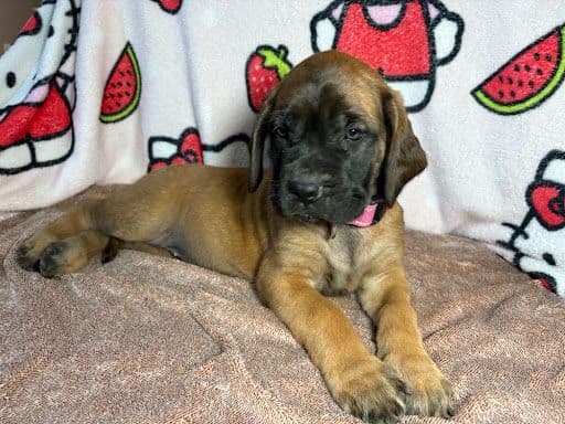 Mastiff Puppies media 5