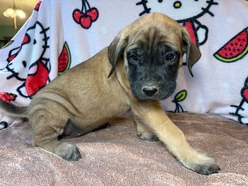 Mastiff Puppies media 6