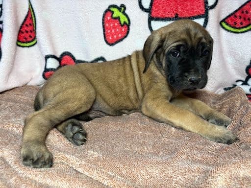 Mastiff Puppies media 7