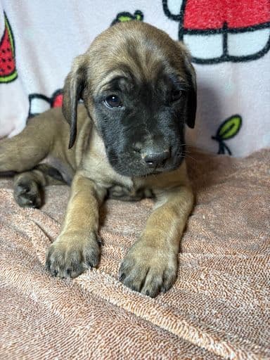 Mastiff Puppies media 8