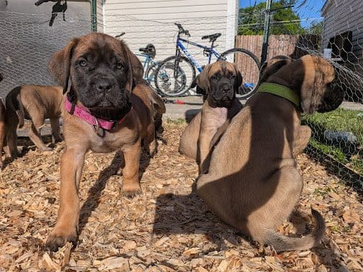 Mastiff Puppies media 9