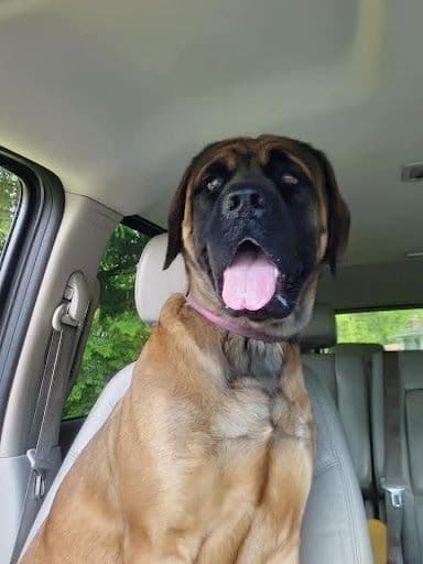 Mastiff Puppies media 10