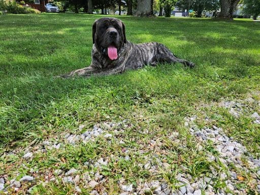 Mastiff Puppies media 11