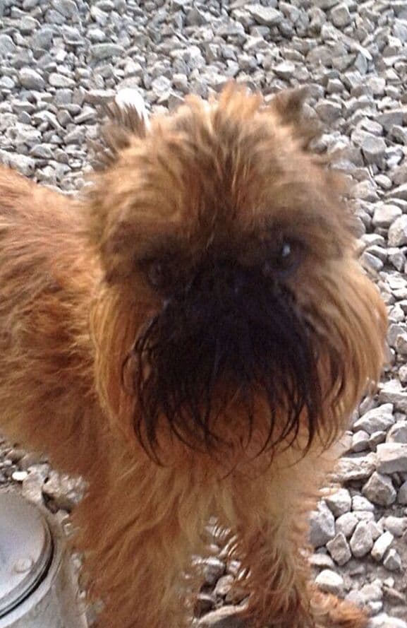 Brussels Griffon Puppies breeder image 1