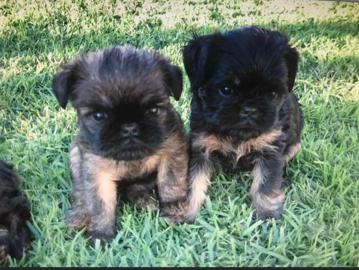Brussels Griffon Puppies breeder image 3