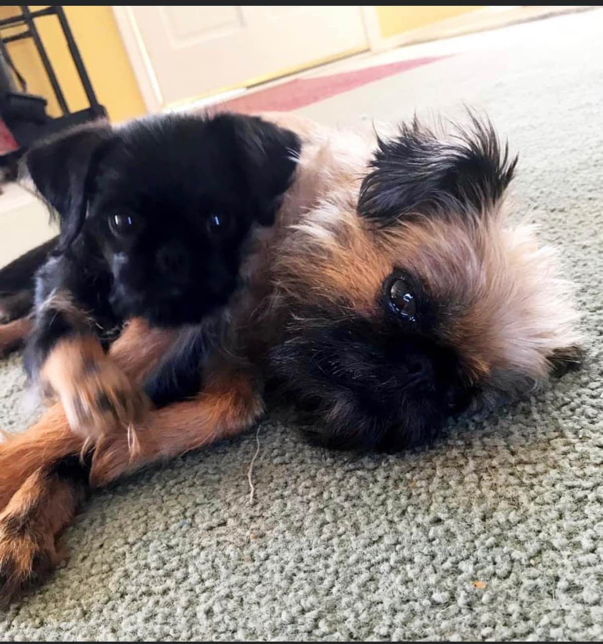 Brussels Griffon Puppies breeder image 4