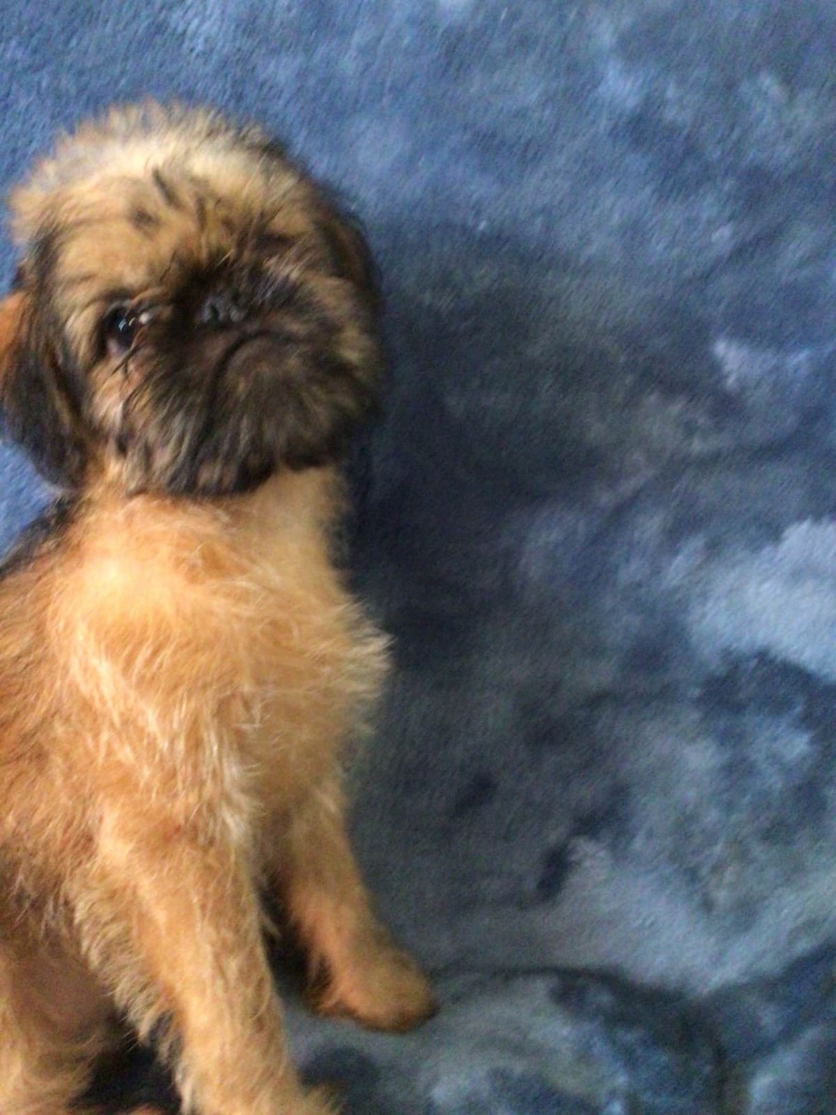 Brussels Griffon Puppies breeder image 5