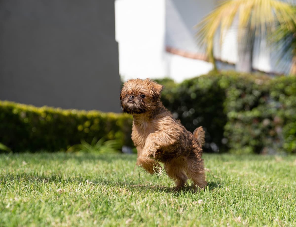 Brussels Griffon Puppies breeder image 6