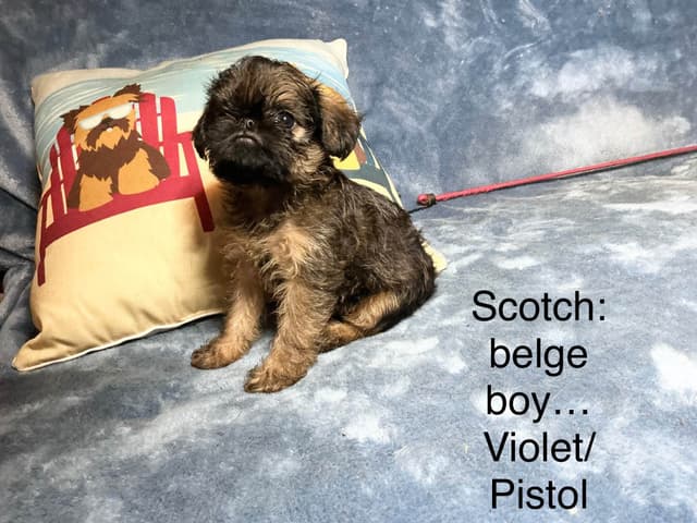 Brussels Griffon Puppies media 2