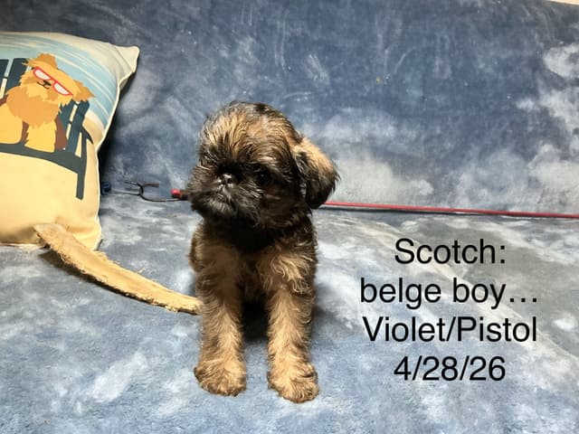 Brussels Griffon Puppies media 3
