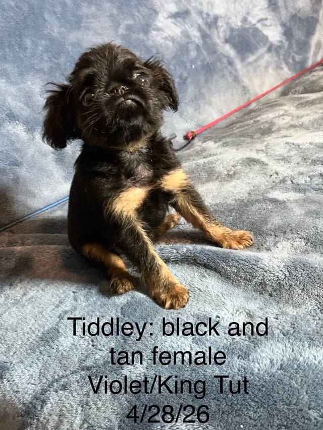 Brussels Griffon Puppies media 5