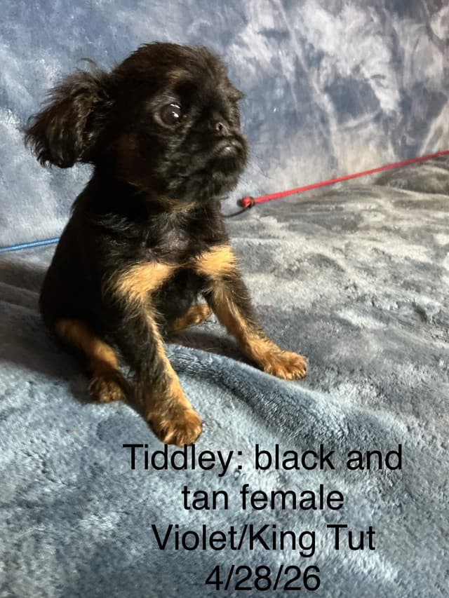 Brussels Griffon Puppies media 6