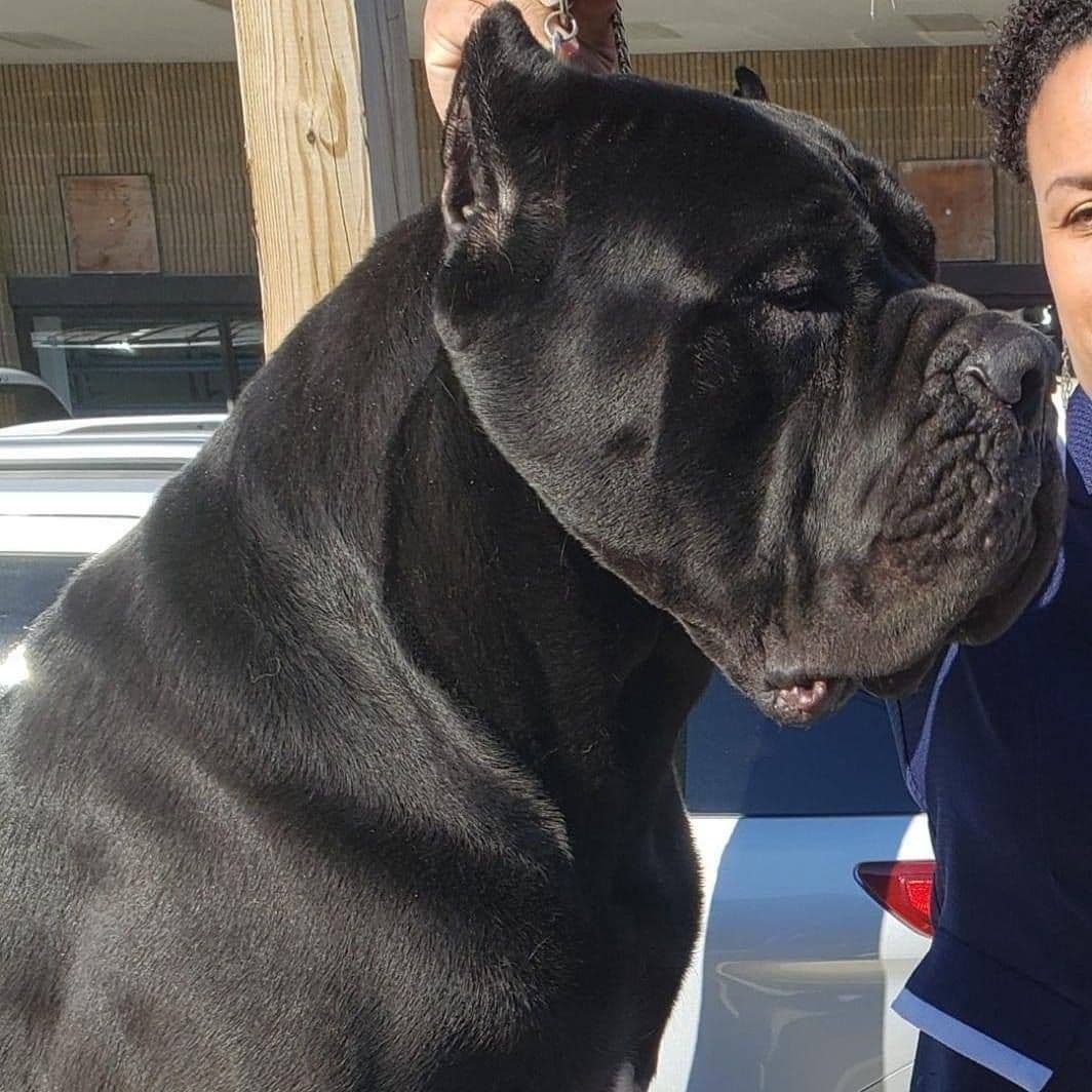 Cane Corso Puppies breeder image 4
