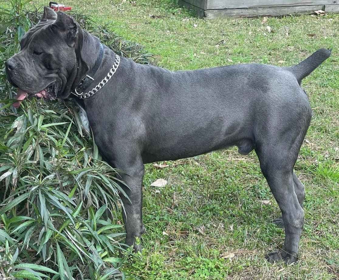 Cane Corso Puppies breeder image 9