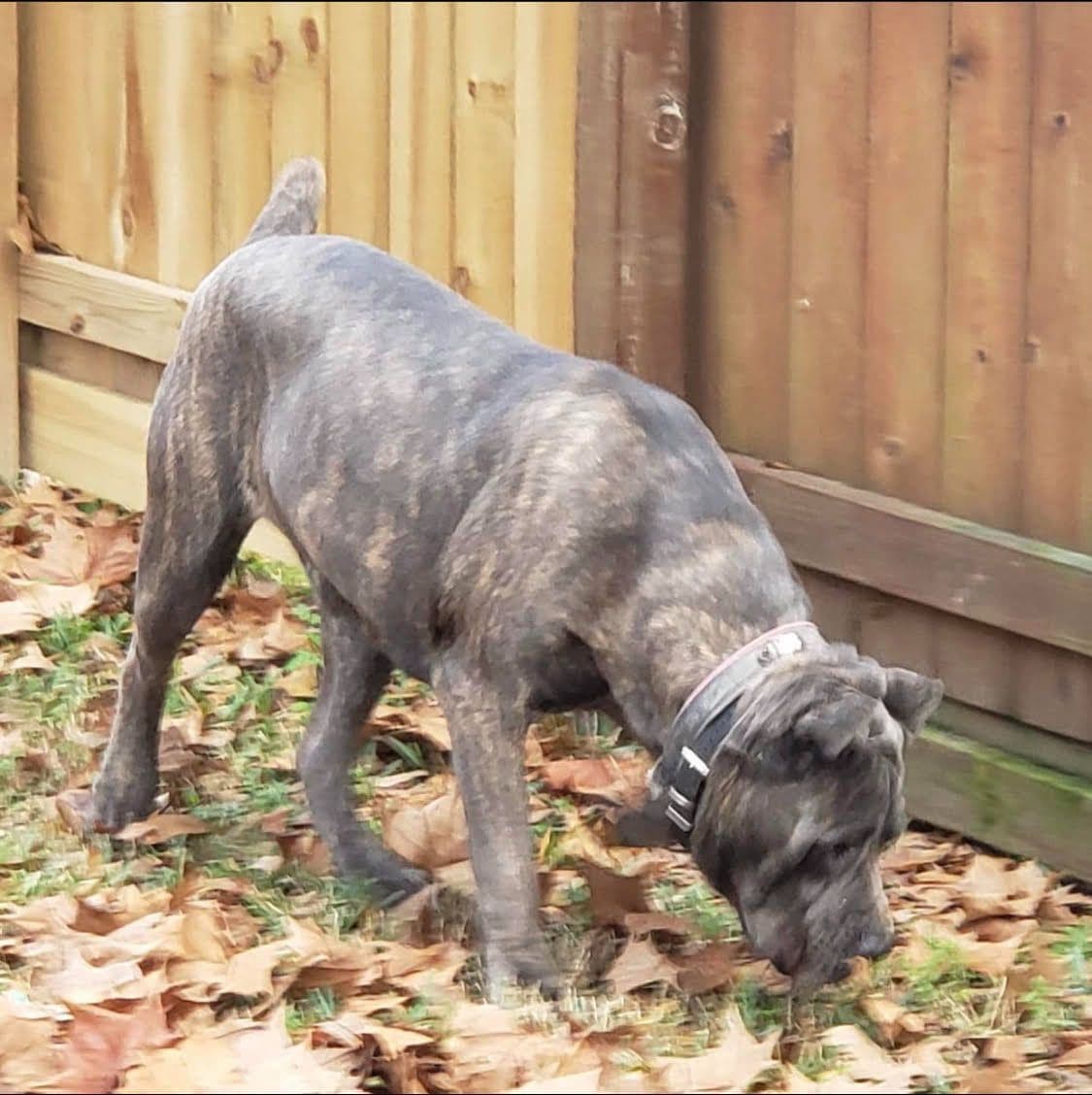Cane Corso Puppies breeder image 11