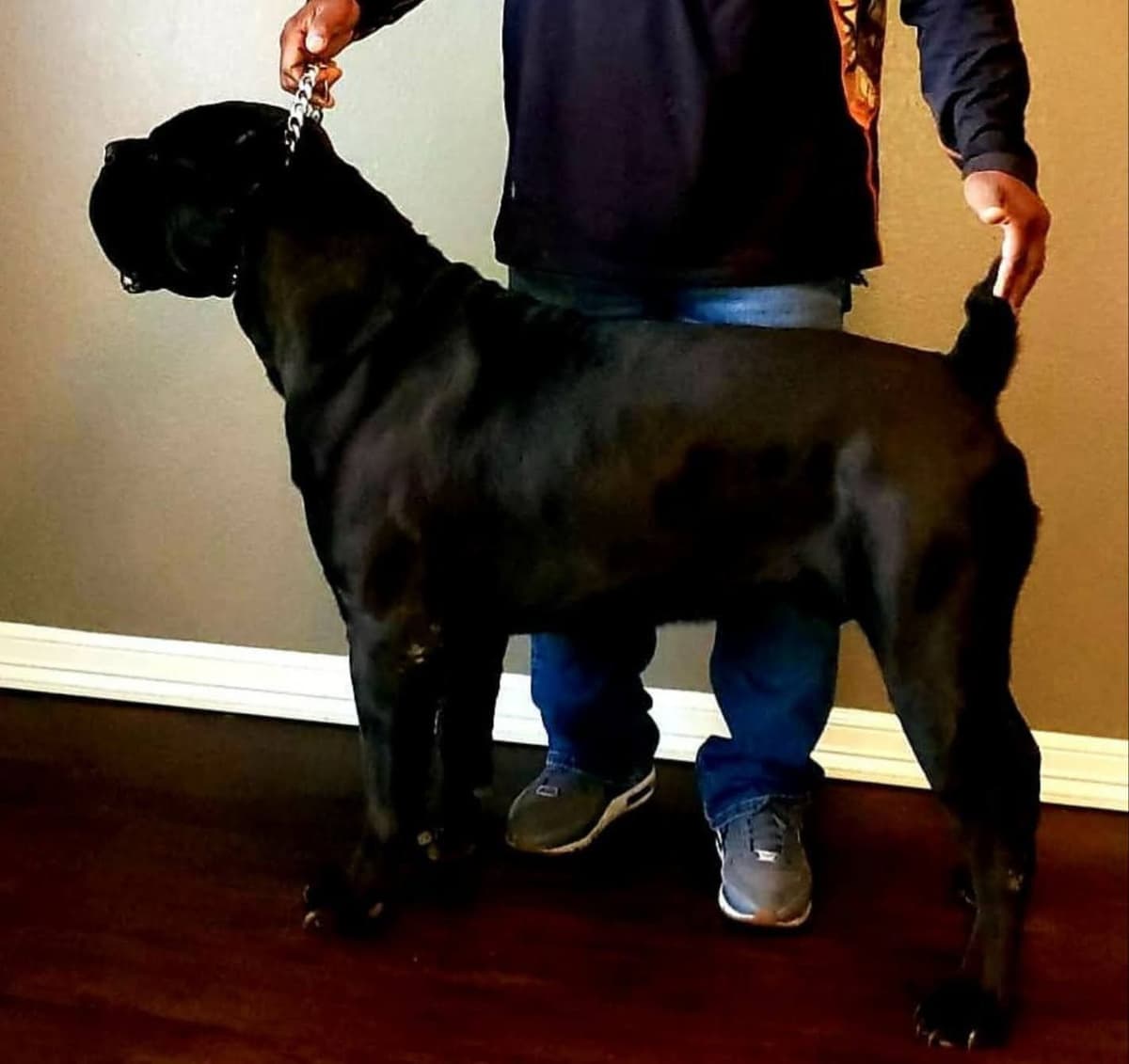 Cane Corso Puppies breeder image 5
