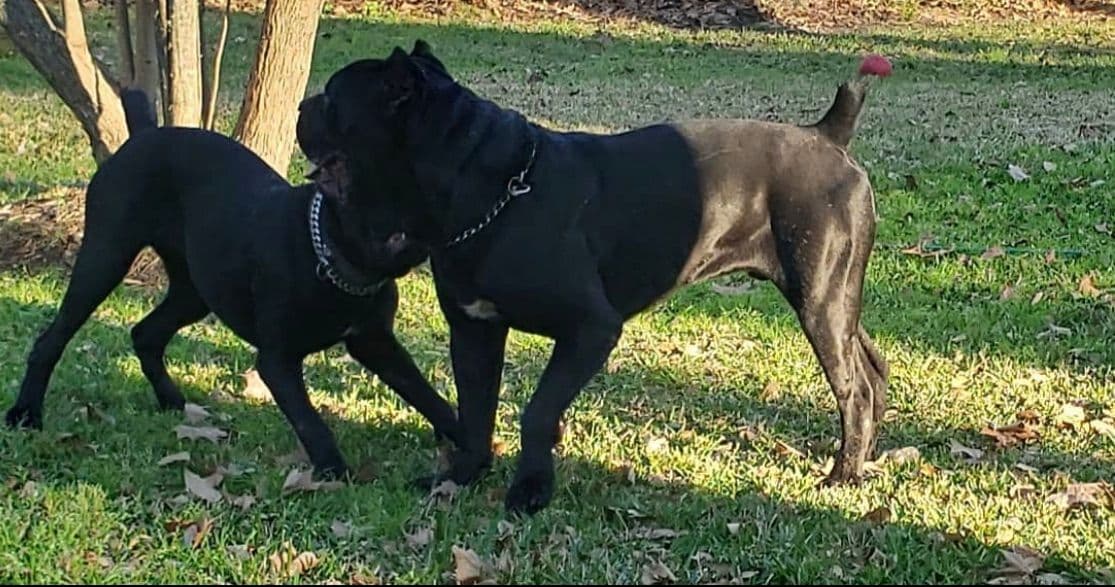 Cane Corso Puppies breeder image 13