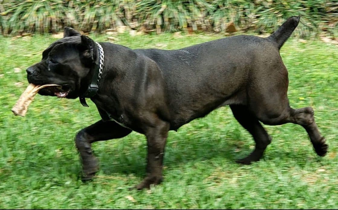 Cane Corso Puppies breeder image 12